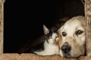 cainele si pisica stau in cusca