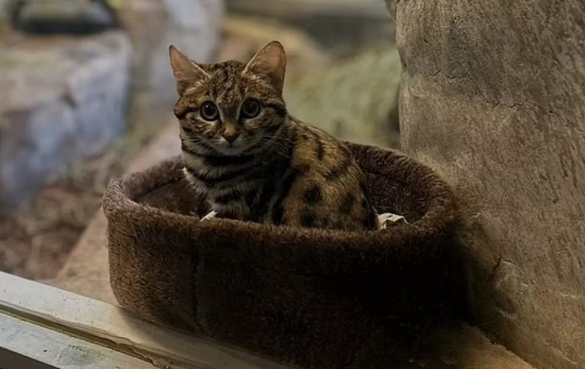 pisica tigrata sta in cosulet