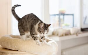 pisica face biscuiti