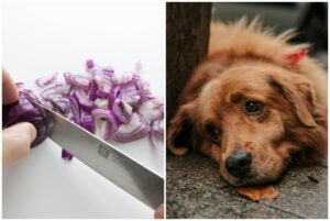 Colaj cu un caine si ceapă