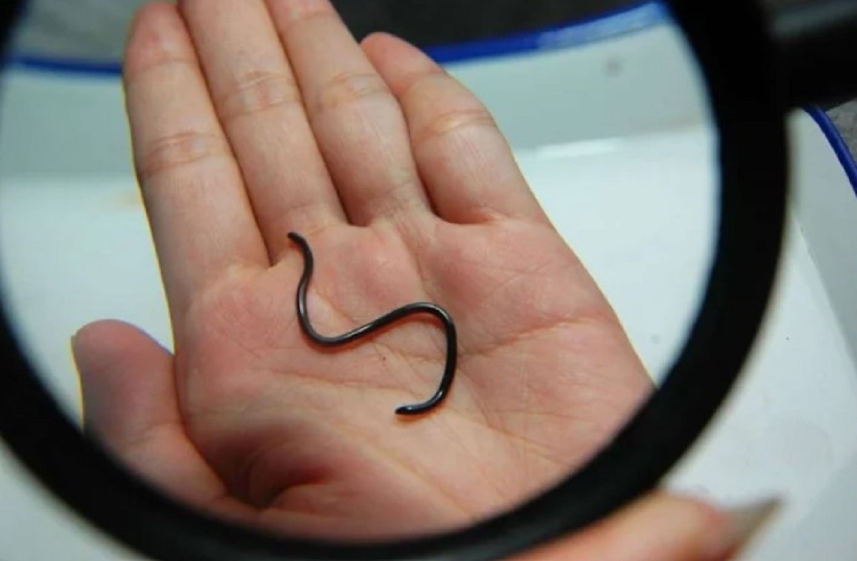 cel mai mic sarpe din lume