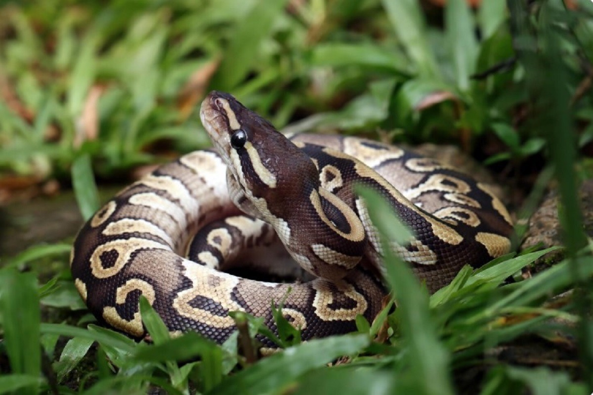 piton in iarba