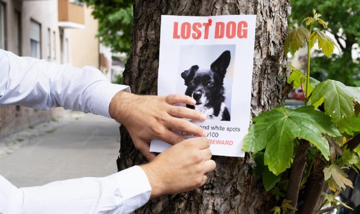 afis ca caine pierdut