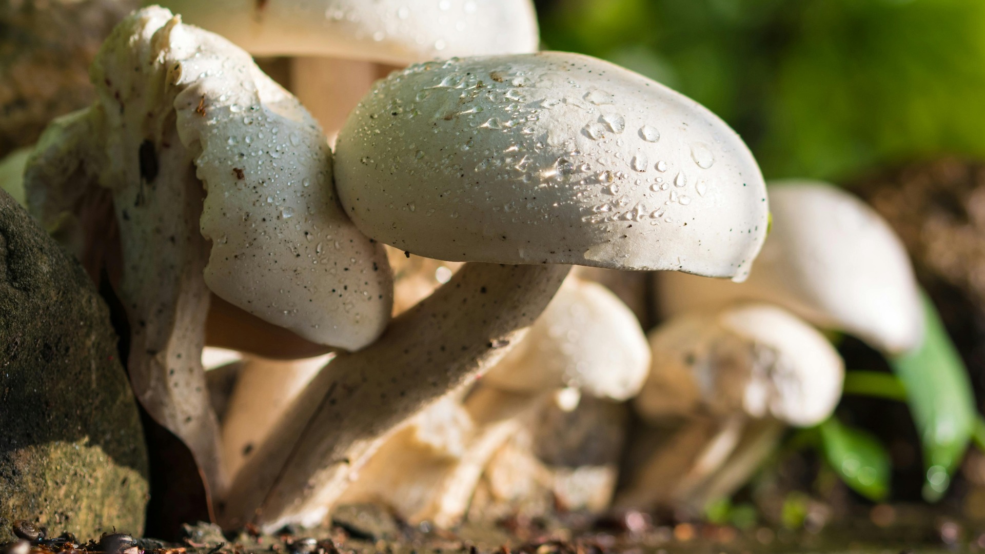 Ciuperci de pădure.