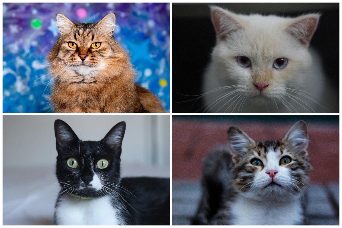 Colaj cu 4 pisici cu culori ale ochilor diferite