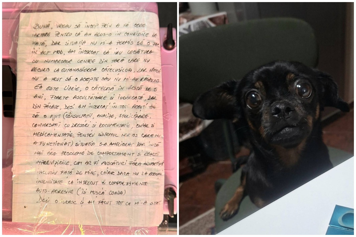 cățelușa chihuahua neagrași biletul despre abandon