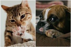 COlaj cu un caine si o pisica aratundu-si gearele