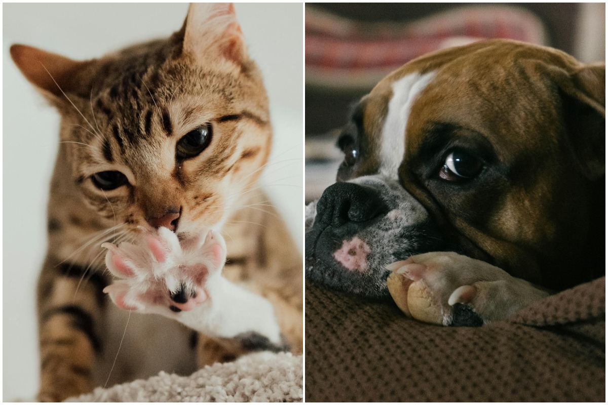 COlaj cu un caine si o pisica aratundu-si gearele