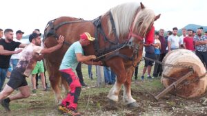 cal folosit la concurs de tractiune