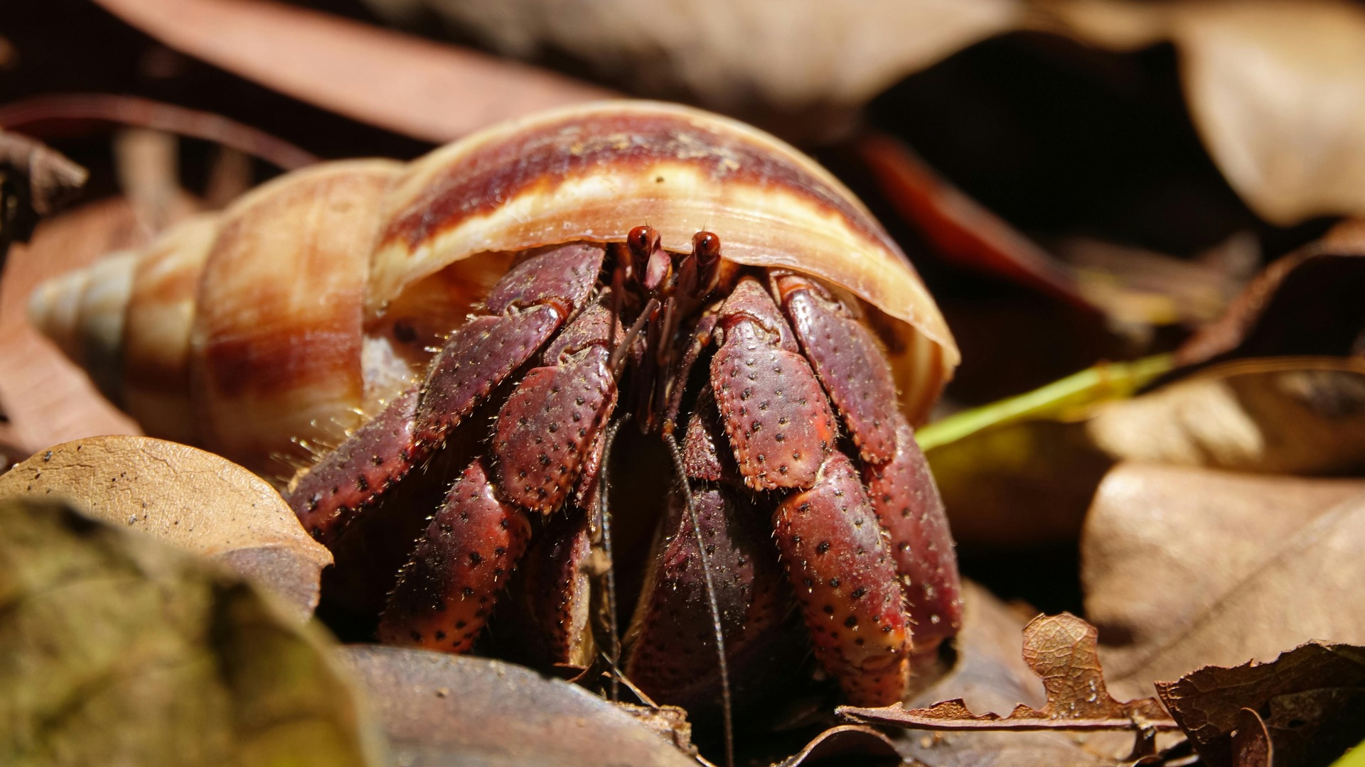 Un crab de uscat poat din față.