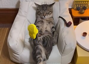 Pisică în fotoliu miniatural