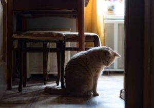 pisica singura acasa