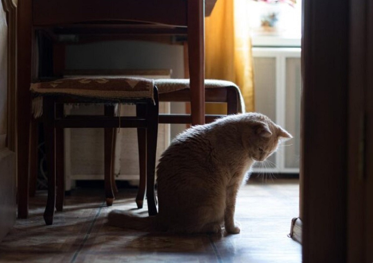 pisica singura acasa