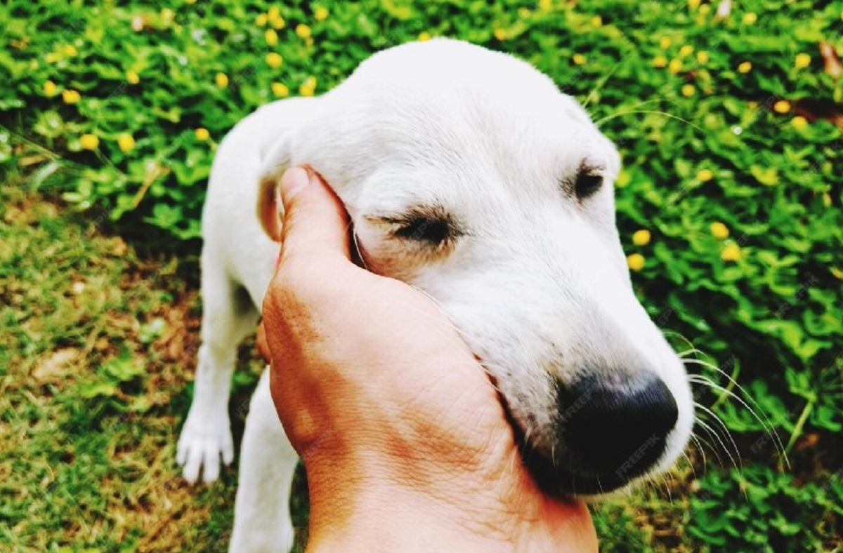 cum-se-comporta-cainii-cand-simt-miros-de-boala