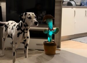 Un dalmațian se uită atent la un cactus de jucărie