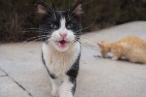 o pisica mananca, alta miauna