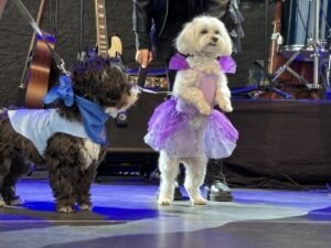 Câini pe scenă