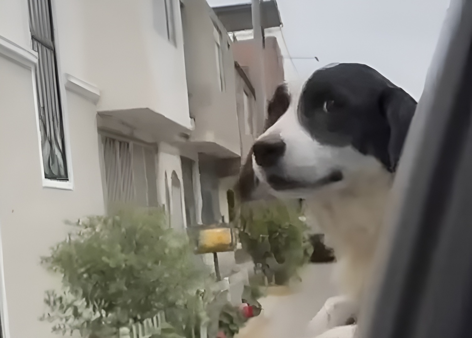 Câine ieșit pe geamul unei mașini