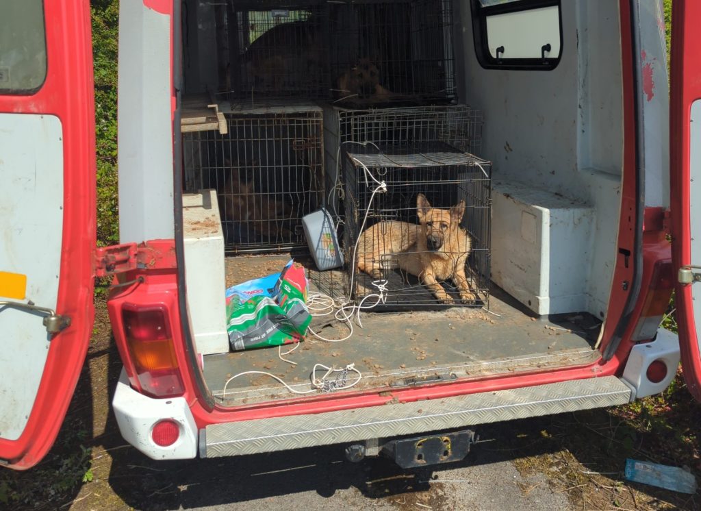 Câine aflat într-o cușcă ținută în dubă