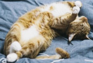 pisica doarme cu burta in sus