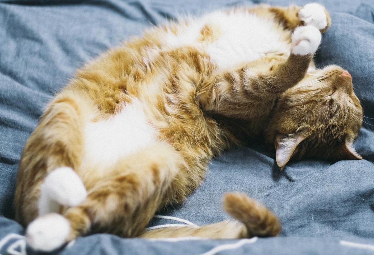 pisica doarme cu burta in sus