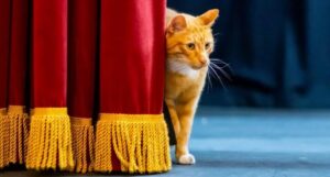 pisica portocalie la teatru