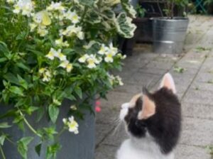 O pisică vânează un fluture