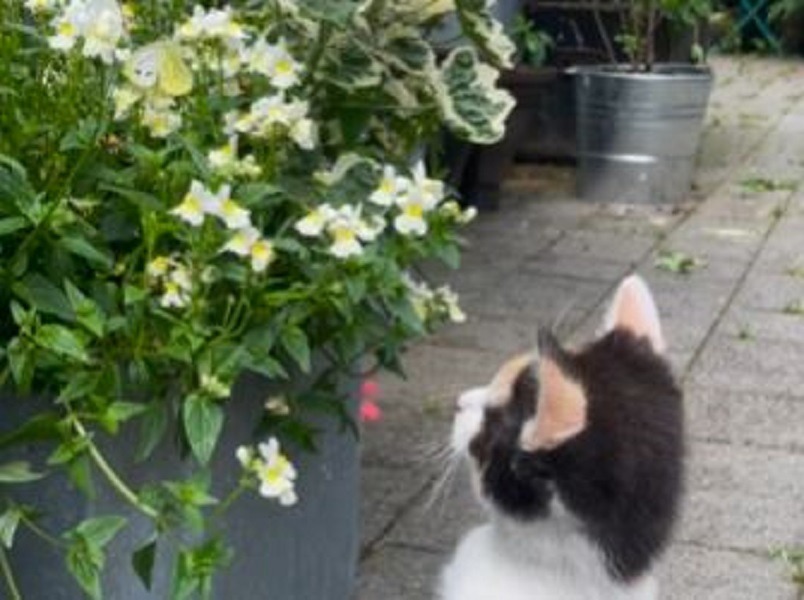 O pisică vânează un fluture