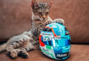 O pisică își pune labele pe o cască de pilot de Formula 1