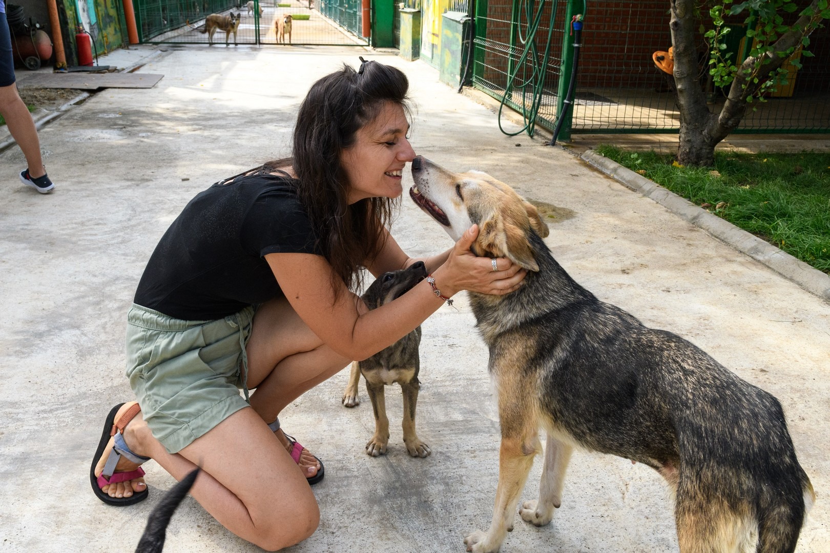 voluntar adapostul speranta