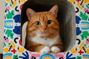 Motanul porocaliu Garfield