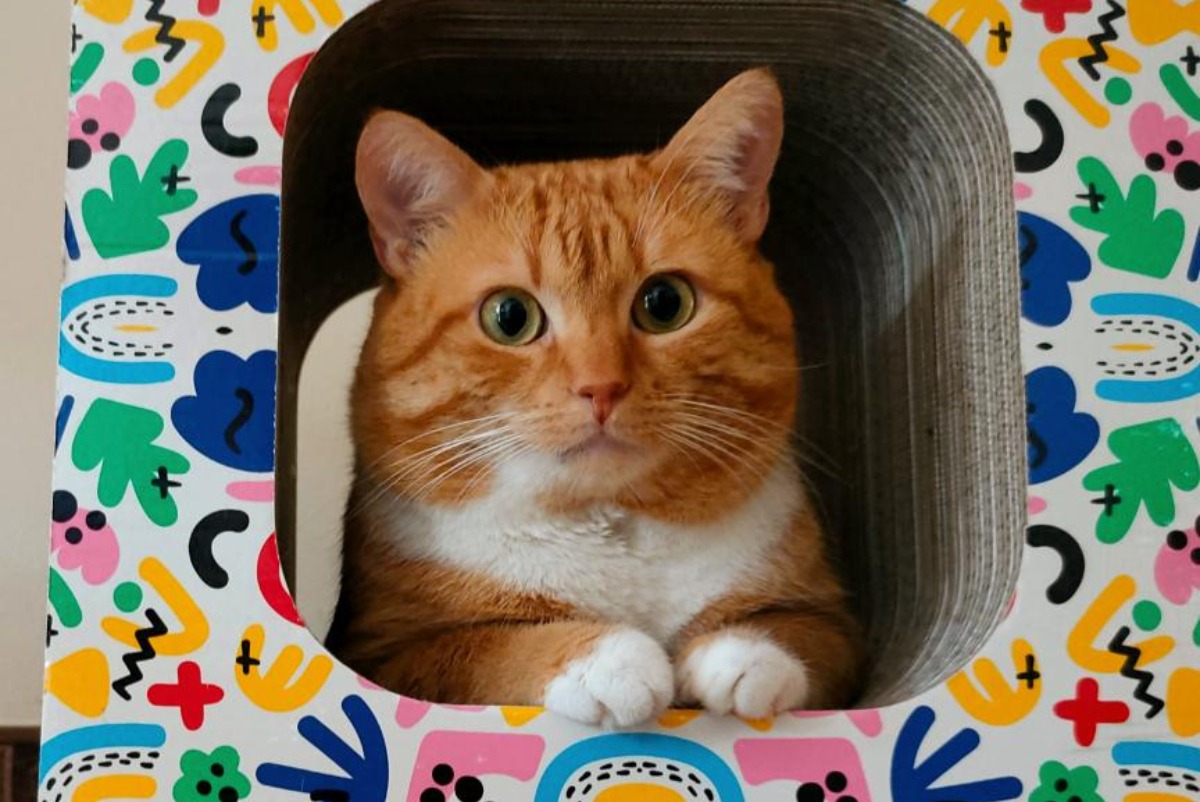 Motanul porocaliu Garfield