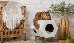 casa amenajata pet friendly