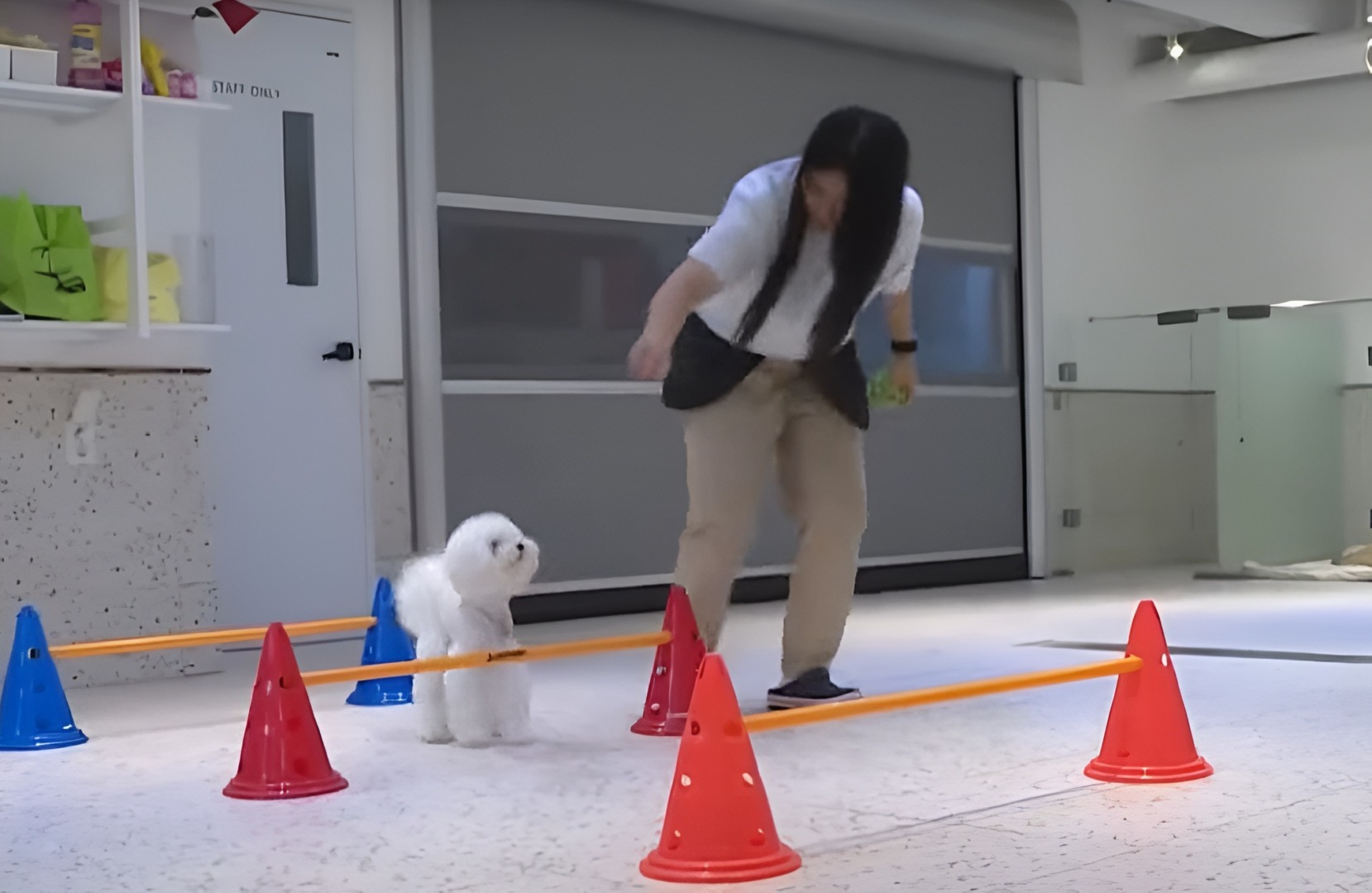 O îngrijitoare din Coreea de Sud învață un câine să sară peste obstacole