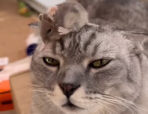 Un șoricel stă pe capul unei pisici