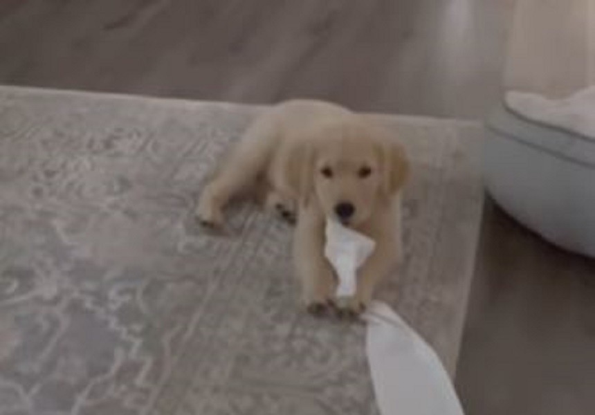 Un cățel se joacă cu un sul de hârtie igienică