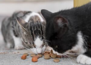 doua pisici mananca bobite