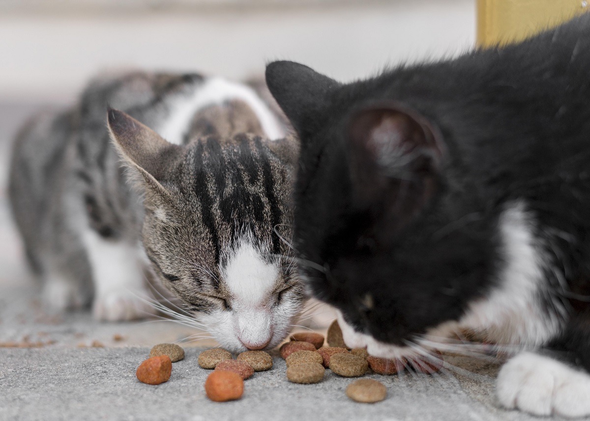 doua pisici mananca bobite