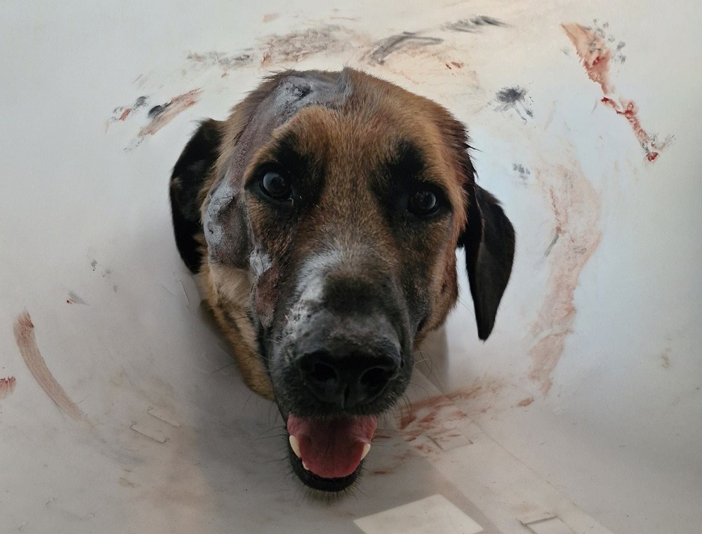 impuscat-de-42-de-ori-de-propriul-stapan