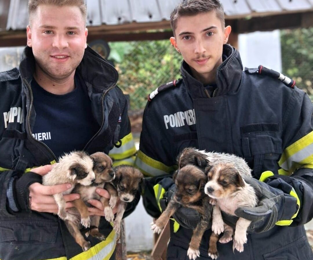 Doi pompieri țin în brațe pui de câine pe care i-au salvat