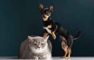 cainele sta cu labuta pe pisica