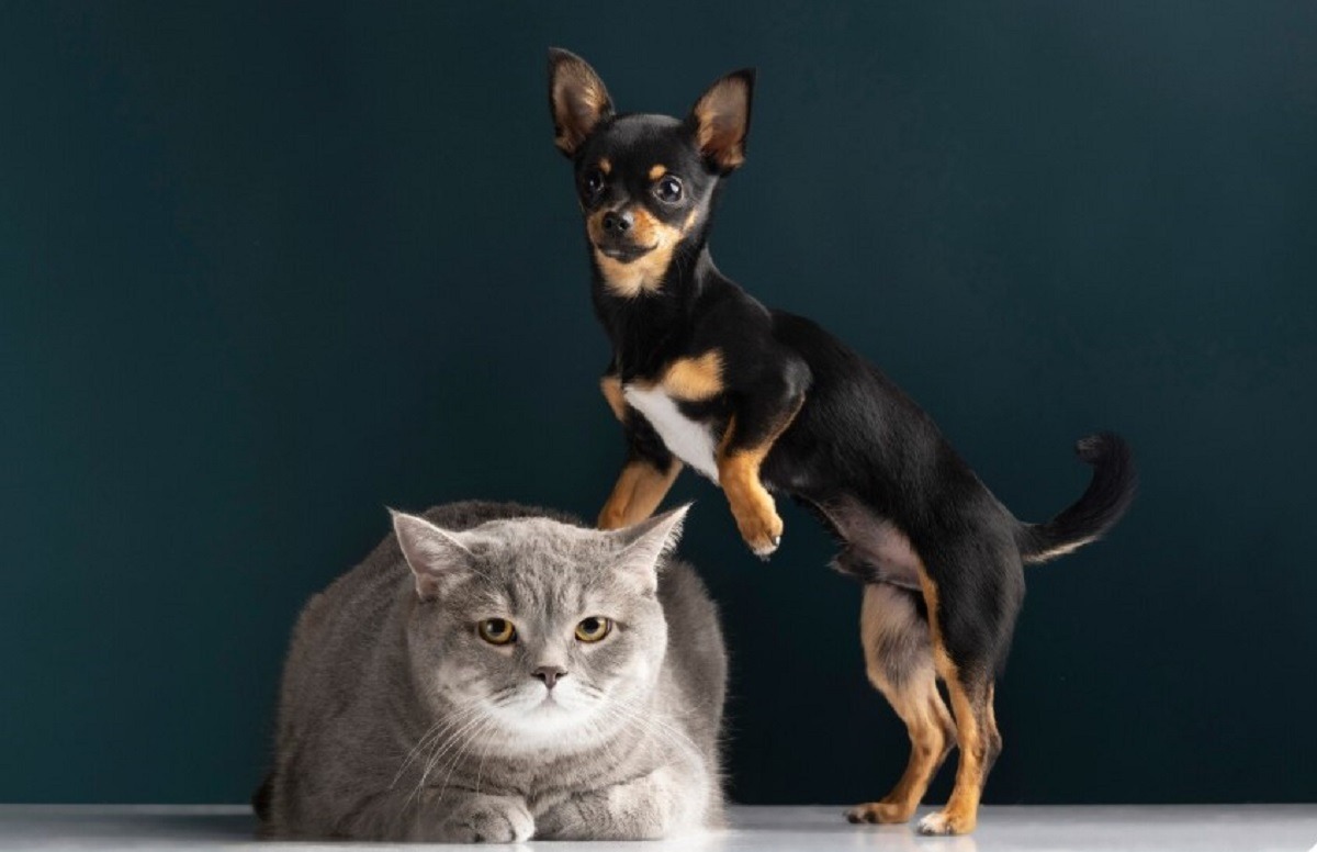 cainele sta cu labuta pe pisica