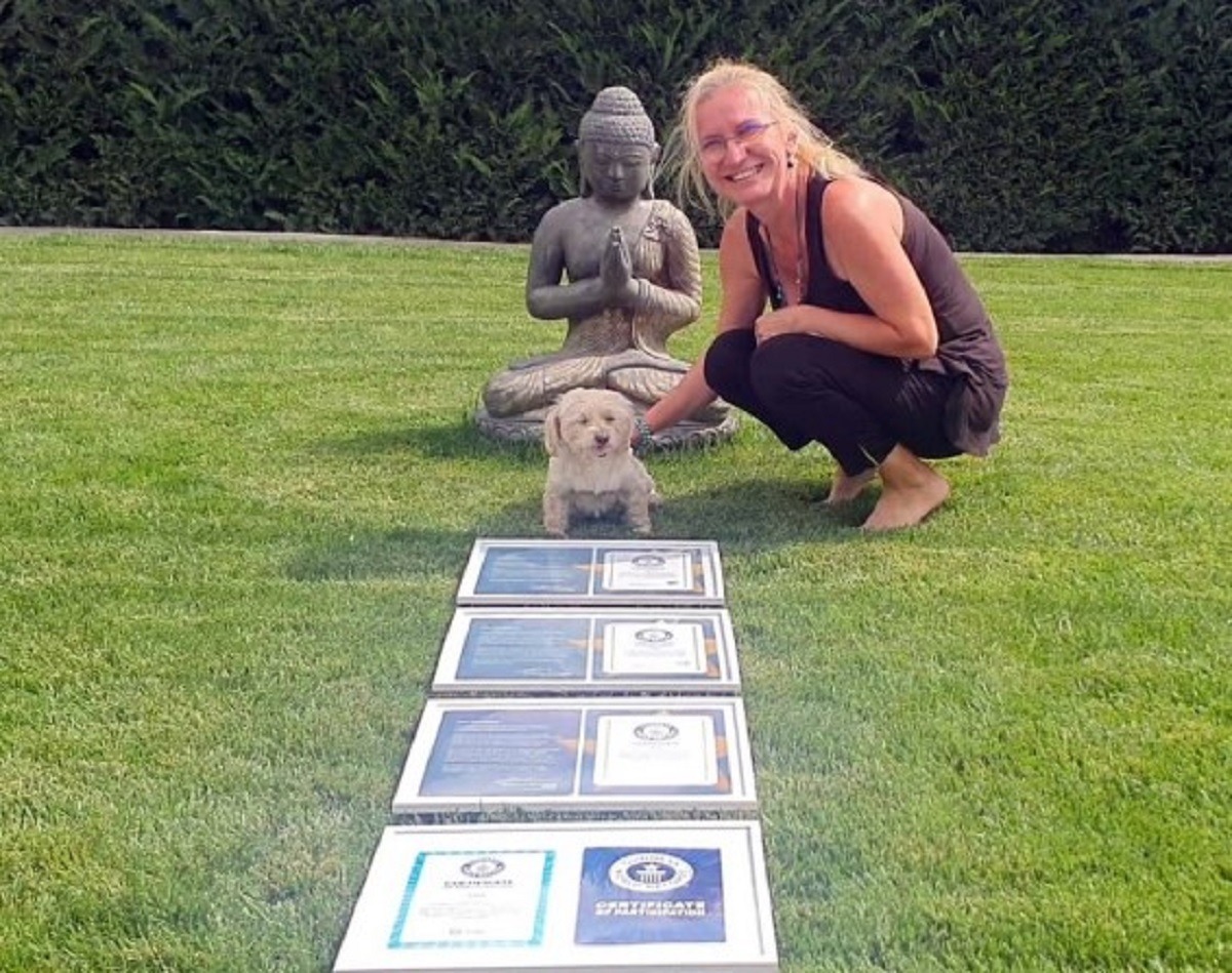 stapana si cainele cu diplome 