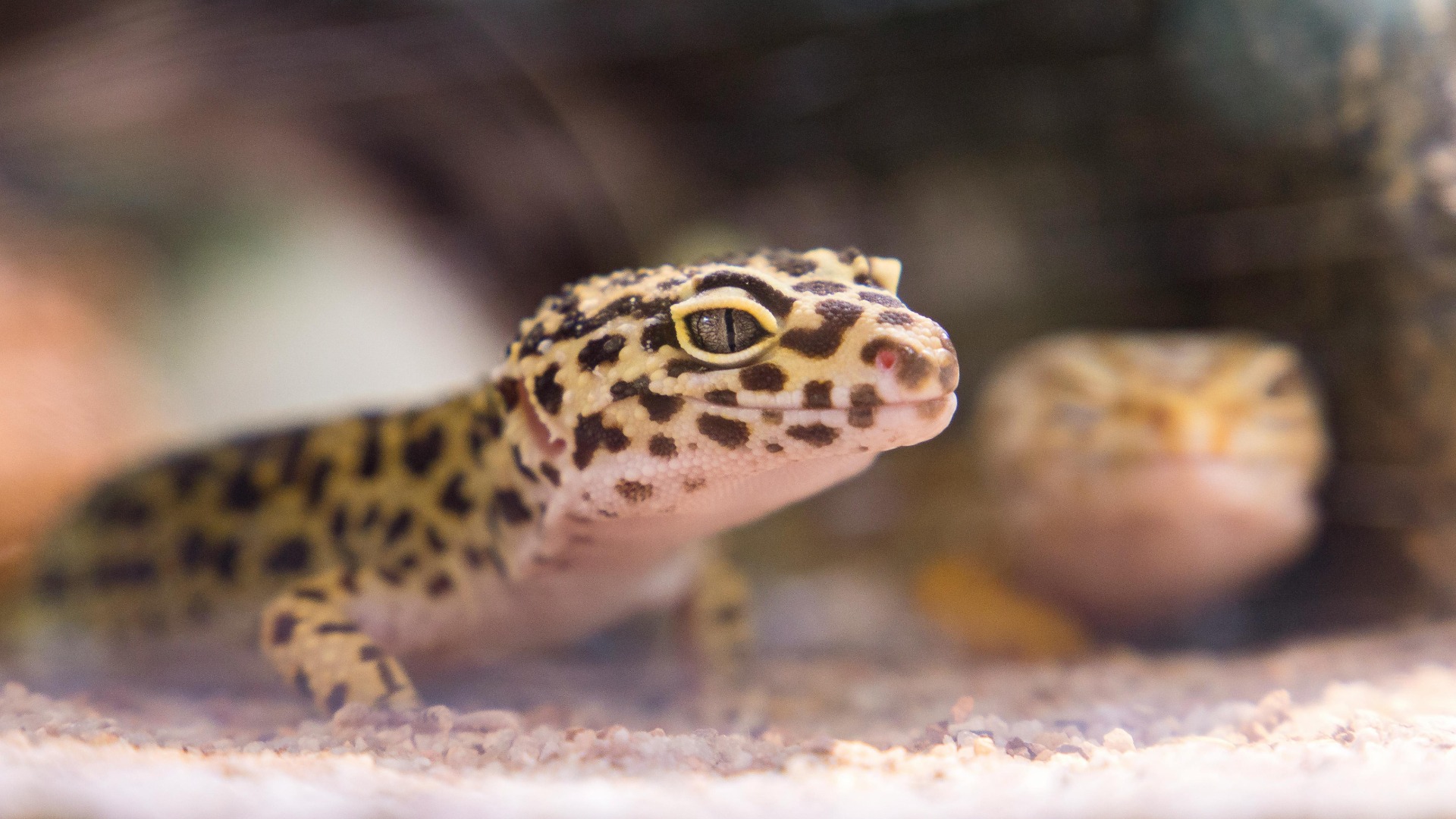 O reptilă leopard gecko.