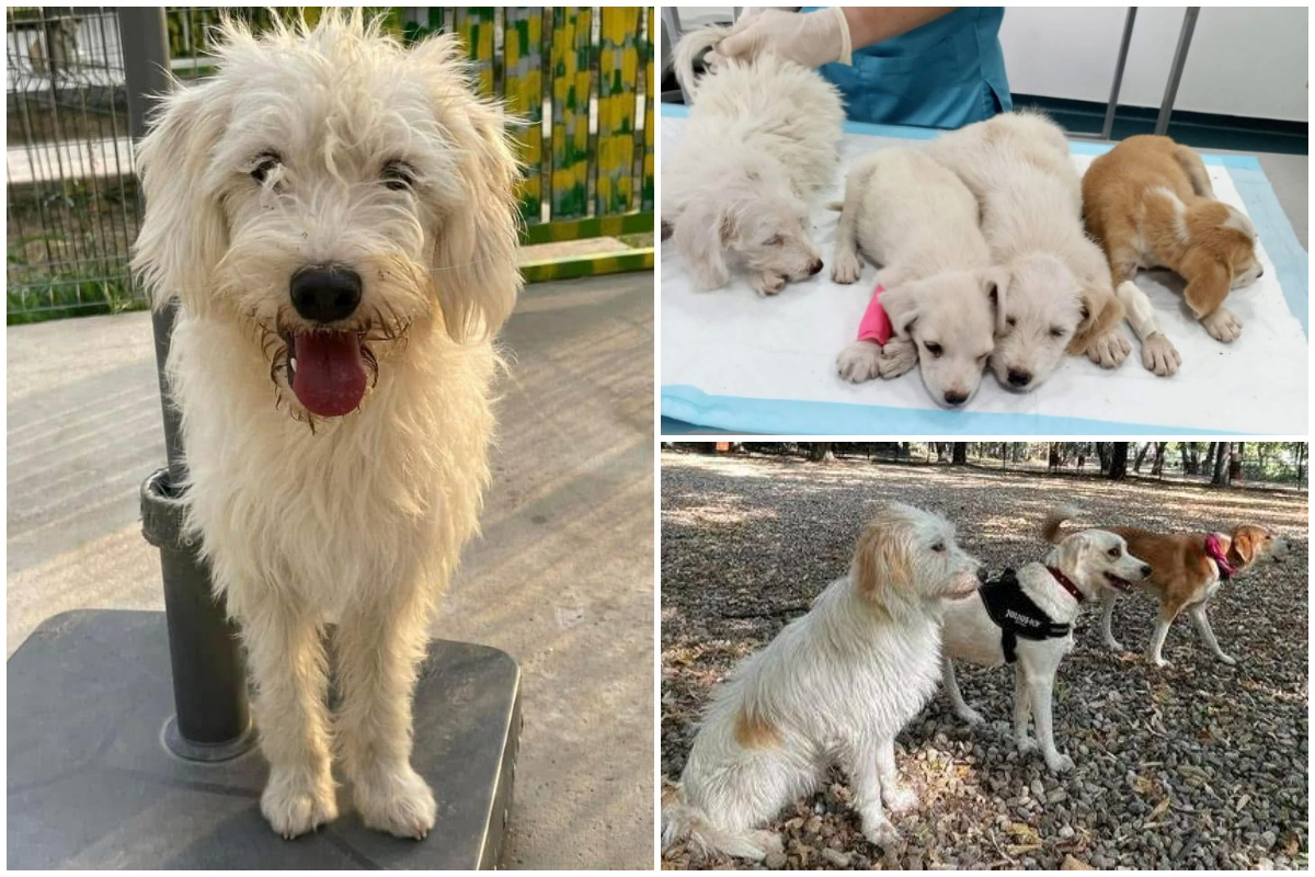 Colaj cu Lizzie și surioarele ei