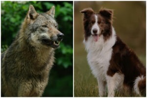 Colaj cu un lup și un câine