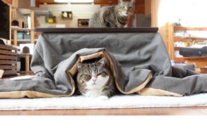 O pisică sub pătură, iar deasupra o alt pisică