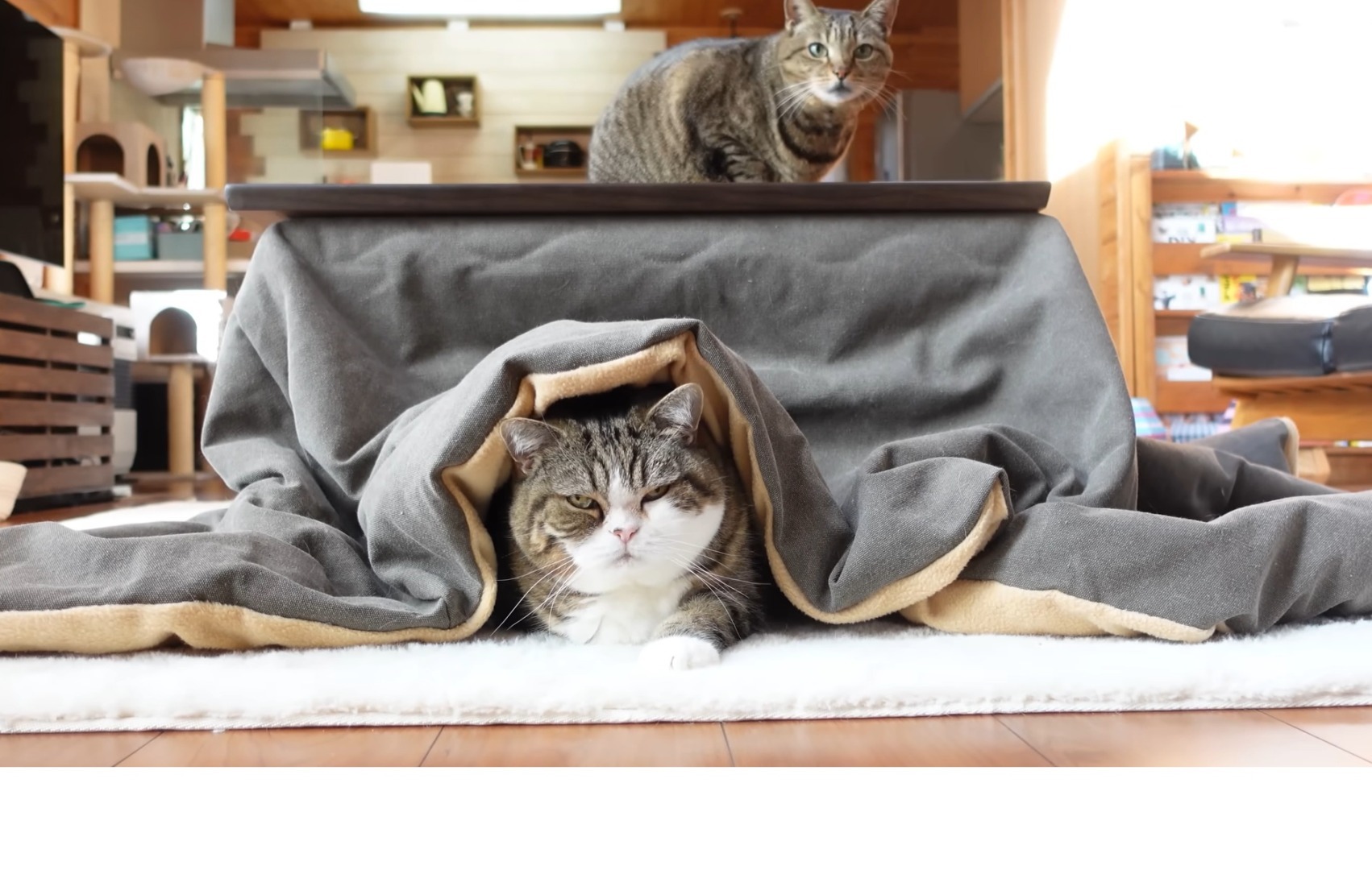 O pisică sub pătură, iar deasupra o alt pisică