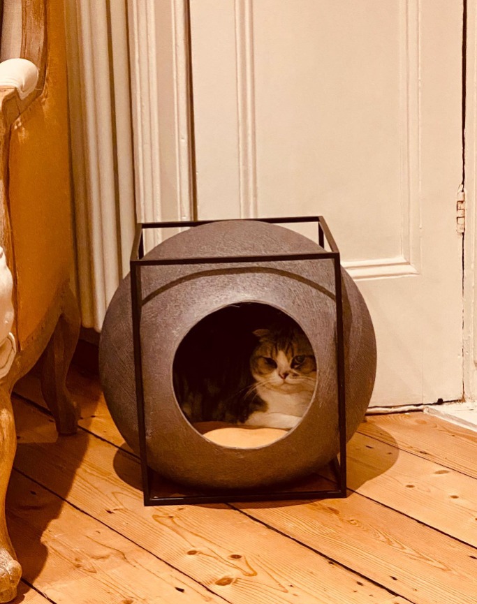 Meredith Grey, pisica lui Taylor Swift.