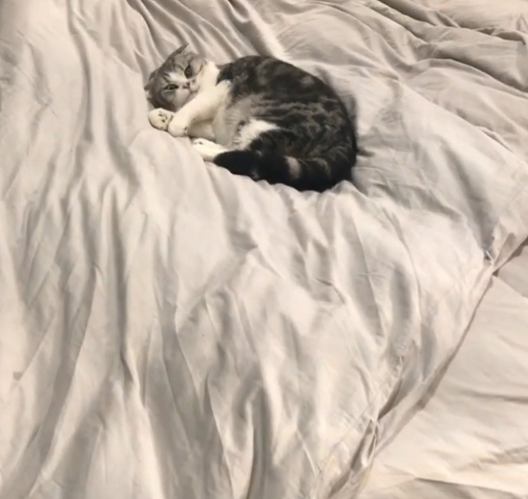 Meredith Grey, pisica lui Taylor Swift.